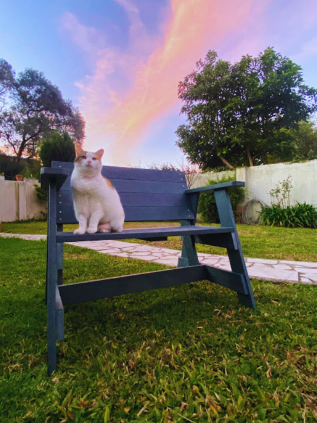 Mocca sentada en el banco al atardecer