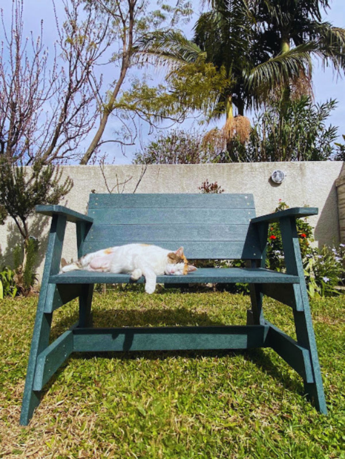 Mocca acostada a lo largo del asiento del banco