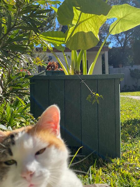 Macetero cuadrado de madera plástica en el jardín