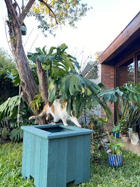 Mocca trepada al macetero