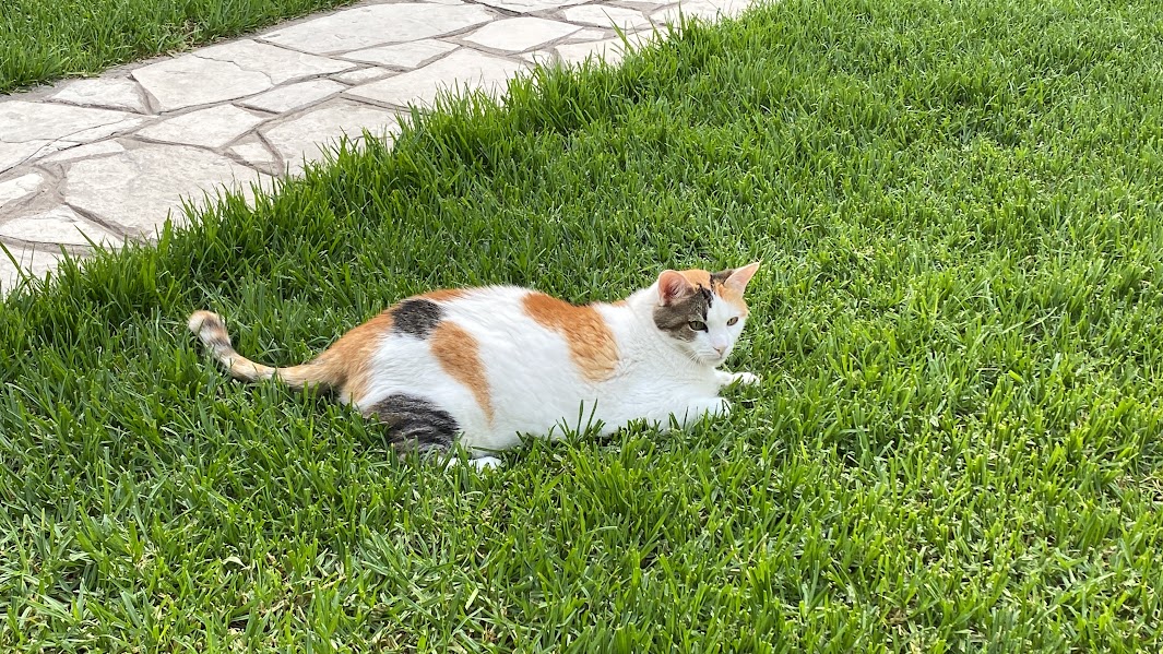Mocca, la gata calico de Casa Verde, echada en el pasto junto al sendero de piedra